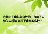 火棘樹下山樁怎么種植（火棘下山樁怎么栽培 火棘下山樁怎么種）
