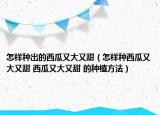 怎樣種出的西瓜又大又甜（怎樣種西瓜又大又甜 西瓜又大又甜 的種植方法）