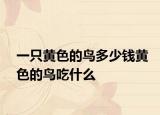一只黃色的鳥多少錢黃色的鳥吃什么