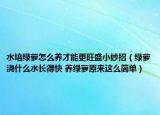 水培綠蘿怎么養(yǎng)才能更旺盛小妙招（綠蘿澆什么水長得快 養(yǎng)綠蘿原來這么簡單）
