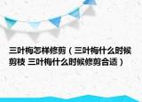 三葉梅怎樣修剪（三葉梅什么時候剪枝 三葉梅什么時候修剪合適）