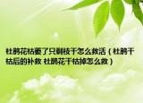 杜鵑花枯萎了只剩枝干怎么救活（杜鵑干枯后的補(bǔ)救 杜鵑花干枯掉怎么救）