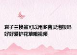 君子蘭換盆可以用多菌靈泡根嗎 好好愛(ài)護(hù)花草哦視頻