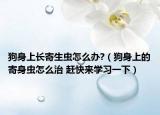 狗身上長寄生蟲怎么辦?（狗身上的寄身蟲怎么治 趕快來學(xué)習(xí)一下）