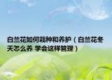 白蘭花如何栽種和養(yǎng)護(hù)（白蘭花冬天怎么養(yǎng) 學(xué)會這樣管理）