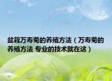 盆栽萬(wàn)壽菊的養(yǎng)殖方法（萬(wàn)壽菊的養(yǎng)殖方法 專業(yè)的技術(shù)就在這）