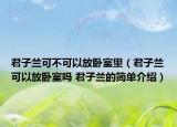 君子蘭可不可以放臥室里（君子蘭可以放臥室嗎 君子蘭的簡單介紹）