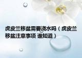 虎皮蘭移盆需要澆水嗎（虎皮蘭移盆注意事項 誰知道）