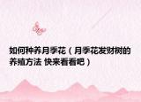 如何種養(yǎng)月季花（月季花發(fā)財樹的養(yǎng)殖方法 快來看看吧）