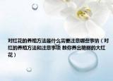 對紅花的養(yǎng)殖方法是什么需要注意哪些事情（對紅的養(yǎng)殖方法和注意事項 教你養(yǎng)出艷麗的大紅花）