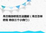 吊蘭根部修剪方法圖解（吊蘭怎樣修剪 教你三個小竅門）