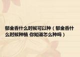 郁金香什么時(shí)候可以種（郁金香什么時(shí)候種植 你知道怎么種嗎）