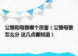 公狼和母狼哪個(gè)厲害（公狼母狼怎么分 這幾點(diǎn)要知道）