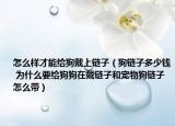怎么樣才能給狗戴上鏈子（狗鏈子多少錢 為什么要給狗狗在戴鏈子和寵物狗鏈子怎么帶）