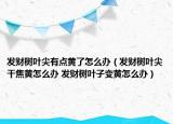 發(fā)財(cái)樹(shù)葉尖有點(diǎn)黃了怎么辦（發(fā)財(cái)樹(shù)葉尖干焦黃怎么辦 發(fā)財(cái)樹(shù)葉子變黃怎么辦）