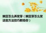 豌豆怎么弄發(fā)芽（豌豆芽怎么發(fā) 這些方法技巧教給你）