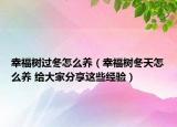 幸福樹過冬怎么養(yǎng)（幸福樹冬天怎么養(yǎng) 給大家分享這些經(jīng)驗）