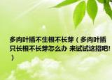 多肉葉插不生根不長芽（多肉葉插只長根不長芽怎么辦 來試試這招吧!）