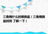 三角梅什么時候換盆（三角梅換盆時間 了解一下）