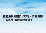 豬的生長(zhǎng)周期多長(zhǎng)時(shí)間（養(yǎng)豬周期一般多久 請(qǐng)看需要多久）