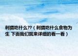 刺猬吃什么??（刺猬吃什么食物為生 下面我們就來(lái)詳細(xì)的看一看）