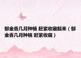 郁金香幾月種植 趕緊收藏起來(lái)（郁金香幾月種植 趕緊收藏）