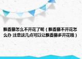 飄香藤怎么不開花了呢（飄香藤不開花怎么辦 注意這幾點(diǎn)可以讓飄香藤多開花哦）