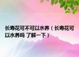 長壽花可不可以水養(yǎng)（長壽花可以水養(yǎng)嗎 了解一下）