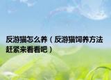 反游貓怎么養(yǎng)（反游貓飼養(yǎng)方法 趕緊來看看吧）