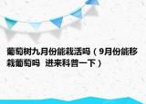 葡萄樹九月份能栽活嗎（9月份能移栽葡萄嗎  進(jìn)來(lái)科普一下）