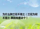 為什么種蘭花不用土（蘭花為何不用土 原因竟是這個(gè)）