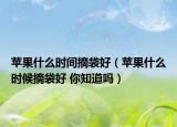 蘋果什么時(shí)間摘袋好（蘋果什么時(shí)候摘袋好 你知道嗎）