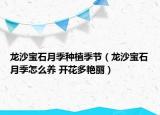 龍沙寶石月季種植季節(jié)（龍沙寶石月季怎么養(yǎng) 開花多艷麗）