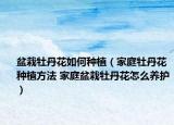 盆栽牡丹花如何種植（家庭牡丹花種植方法 家庭盆栽牡丹花怎么養(yǎng)護）