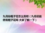 九月份梔子花怎么剪枝（九月還能修剪梔子花嗎 大家了解一下）