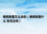 橄欖核是怎么來的（橄欖核是什么 你見過嗎）