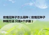 玫瑰花種子怎么栽種（玫瑰花種子種植方法 只需4個步驟）