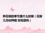 種花椒的季節(jié)是什么時候（花椒幾月份種植 你知道嗎）
