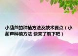小葫蘆的種植方法及技術(shù)要點(diǎn)（小葫蘆種植方法 快來了解下吧）