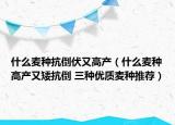 什么麥種抗倒伏又高產(chǎn)（什么麥種高產(chǎn)又矮抗倒 三種優(yōu)質(zhì)麥種推薦）