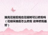 摘完花椒后現(xiàn)在花椒樹可以修剪嗎（花椒采摘后怎么修剪 這樣修剪最好）