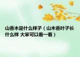 山香木是什么樣子（山木香葉子長什么樣 大家可以看一看）