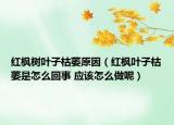 紅楓樹葉子枯萎原因（紅楓葉子枯萎是怎么回事 應(yīng)該怎么做呢）