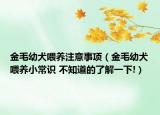 金毛幼犬喂養(yǎng)注意事項(xiàng)（金毛幼犬喂養(yǎng)小常識(shí) 不知道的了解一下!）