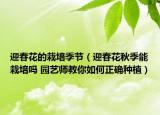 迎春花的栽培季節(jié)（迎春花秋季能栽培嗎 園藝師教你如何正確種植）