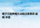 君子蘭的養(yǎng)殖方法和注意事項(xiàng) 盆栽 水培