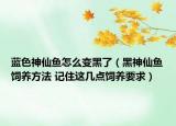 藍(lán)色神仙魚怎么變黑了（黑神仙魚飼養(yǎng)方法 記住這幾點(diǎn)飼養(yǎng)要求）