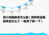 把小狗藏起來怎么藏（狗狗老是藏起來是怎么了 一起來了解一下）