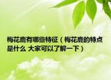 梅花鹿有哪些特征（梅花鹿的特點是什么 大家可以了解一下）