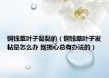 銅錢草葉子黏黏的（銅錢草葉子發(fā)粘是怎么辦 別擔(dān)心總有辦法的）